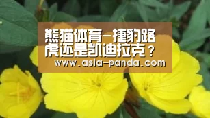 熊猫娱乐