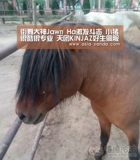 熊猫体育直播